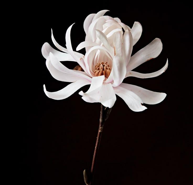 Corporate floral consultation example